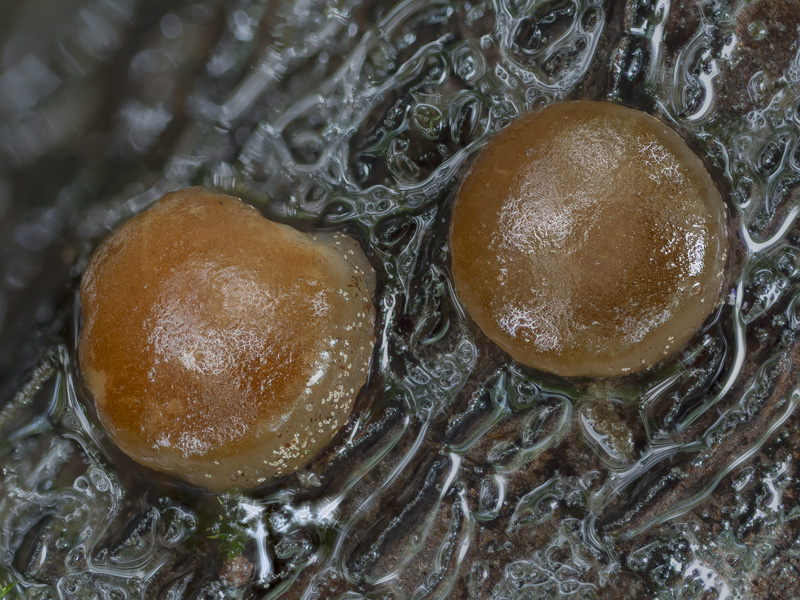 Pachyella babingtonii